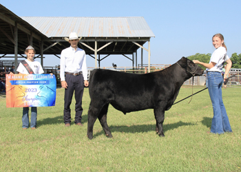 Grand Champion Steer