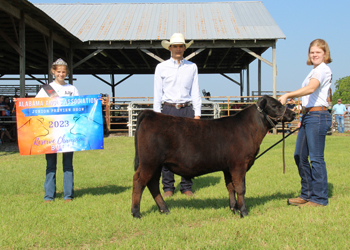 Reserve Grand Champion Bull