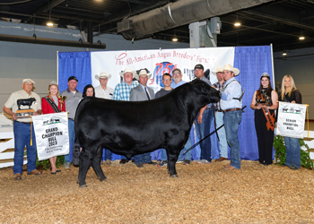 Grand Champion Bull