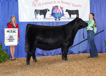 Early Junior Champion Heifer