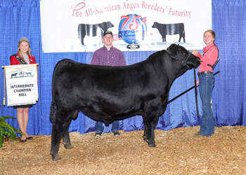 Intermediate Champion Bull