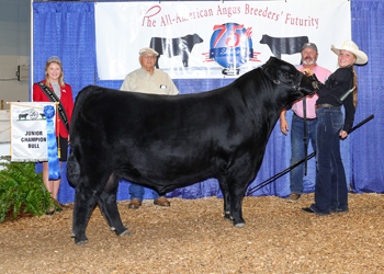 Junior Champion Bull