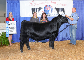 Reserve Intermediate Champion Bull