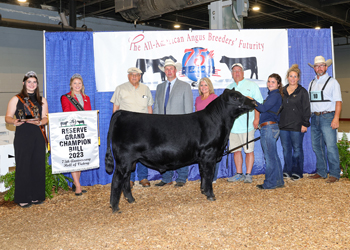 Reserve Grand Champion Bull