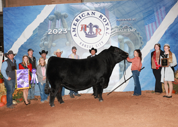 Grand Champion Bull