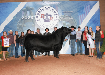 Reserve Grand Champion Bull