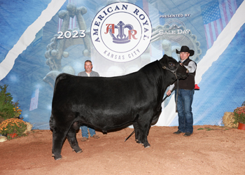 Junior Champion Bull