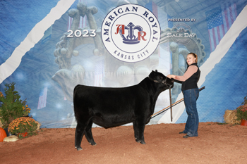 Junior Bull Calf Champion