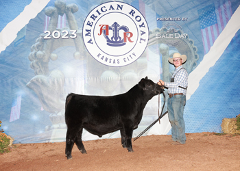 Reserve Junior Bull Calf Champion