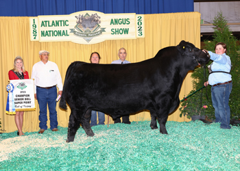 Senior Champion Bull