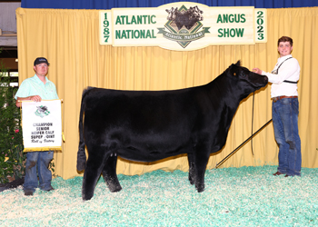 Senior Heifer Calf Champion