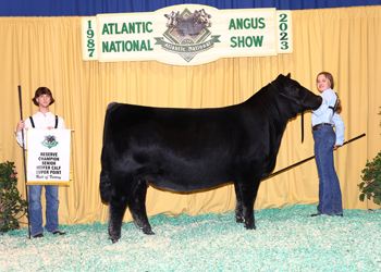 Reserve Senior Heifer Calf Champion