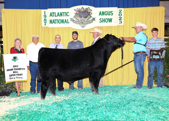 Grand Champion Bull