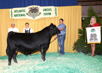 Reserve Summer Bull Calf Champion