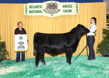 Reserve Fall Bull Calf Champion