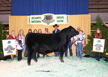 Reserve Grand Champion Bred-and-owned Bull