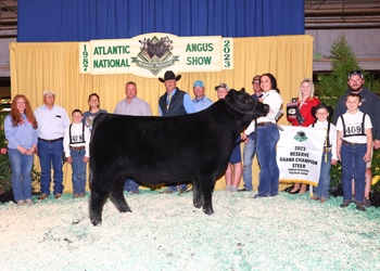 Reserve Grand Champion Steer