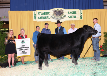 Grand Champion Bred-and-owned Bull