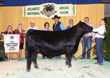 Grand Champion Bred-and-owned Steer