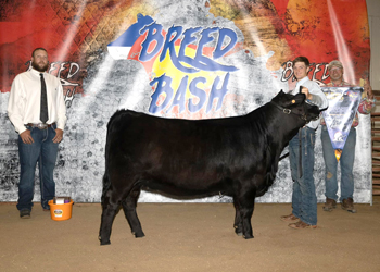 Grand Champion Bred-and-owned Female