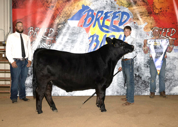 Grand Champion Steer