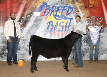 Reserve Grand Champion Bred-and-owned Bull