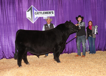 Reserve Senior Champion Bull