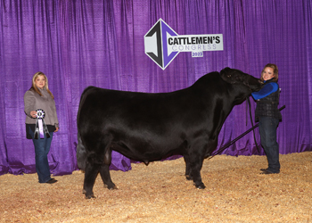 Senior Champion Bull