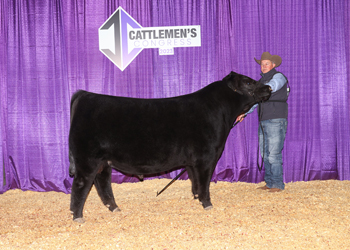 Intermediate Champion Bull