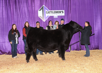 Reserve Intermediate Champion Bull