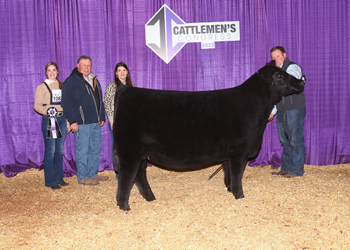 Junior Champion Heifer - Division 2