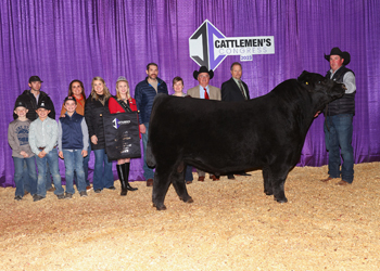 Reserve Grand Champion Bull