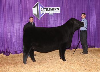 Reserve Junior Champion Heifer - Division 2