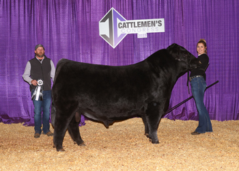 Reserve Junior Champion Bull