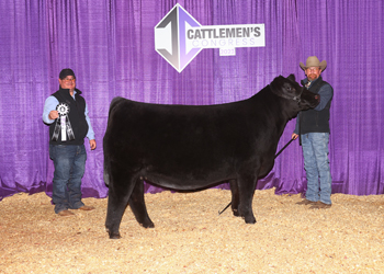 Reserve Junior Champion Heifer - Division 1