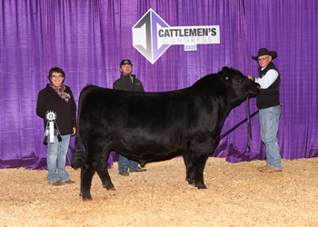 Reserve Senior Bull Calf Champion