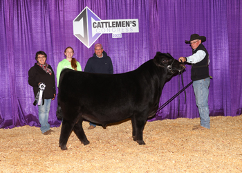 Reserve Junior Bull Calf Champion - Division 2