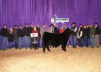 Grand Champion Bull