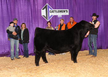 Senior Bull Calf Champion