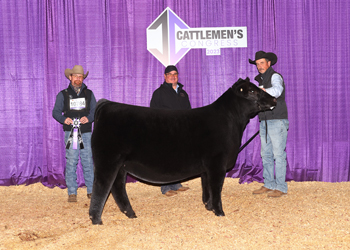 Junior Heifer Calf Champion - Division 5