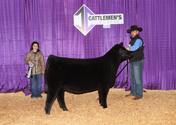 Reserve Junior Heifer Calf Champion - Division 3