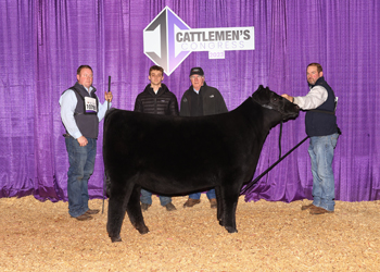 Junior Heifer Calf Champion - Division 4