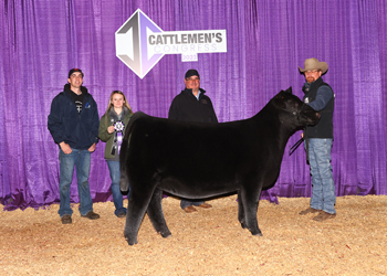 Junior Heifer Calf Champion - Division 2