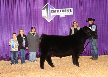 Junior Bull Calf Champion - Division 1