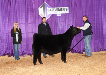 Reserve Junior Heifer Calf Champion - Division 1