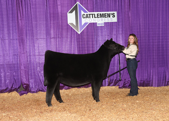 Junior Heifer Calf Champion - Division 3