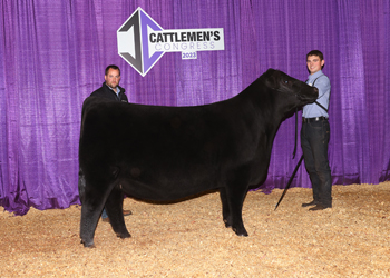 Junior Champion Heifer-Division 2