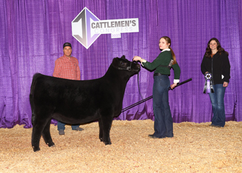 Junior Heifer Calf Champion-Division 3