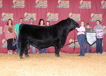 Grand Champion Bull