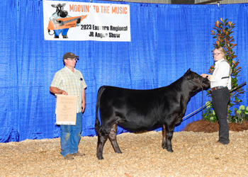 PGS Heifer Division 1